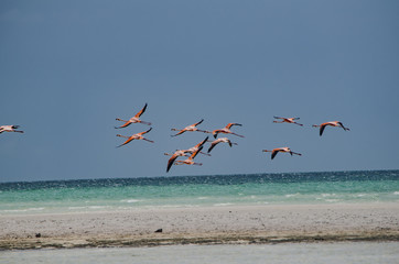 Flamingos flying over the beach in Holbox