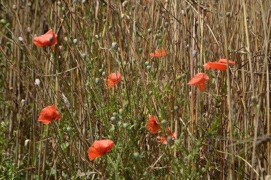klaprozen in een korenveld in de Franse Dr&ocirc;me