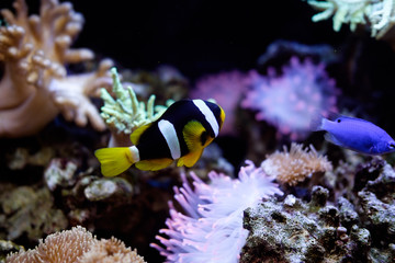 Fototapeta na wymiar домашняя полосатая рыба в аквариуме