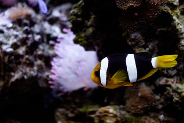 полосатая рыба в аквариуме