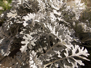 cineraria background