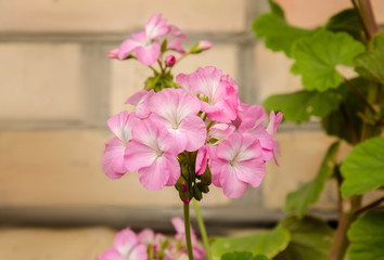 beautiful geranium flower