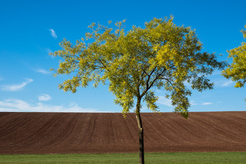 Herbstland