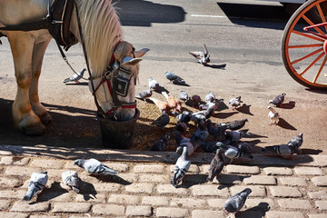 Horse eating oats from a bucket and pigeons eating leftovers from the ground outside Central park in New York City - obrazy, fototapety, plakaty