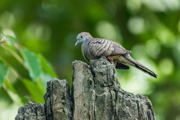 Mourning dove bird perched on a tree branch.