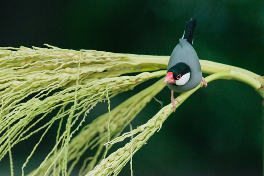 Java sparrow, Ricebird