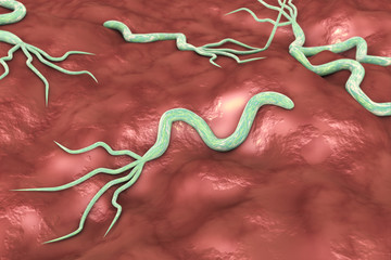 3D illustration of Helicobacter pylori, bacterium which causes gastric and duodenal ulcer