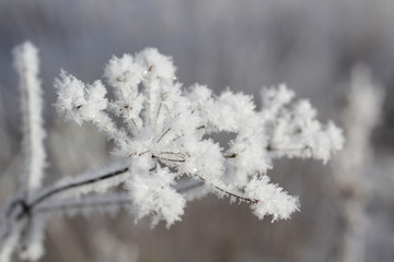 Obraz premium Winter. Beautiful plant with hoarfrost. Seasons