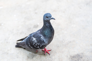 Single leg disabled Pigeon