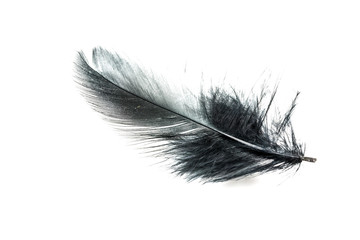 Black feather isolated