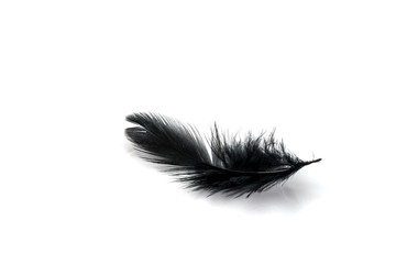 Black feather isolated