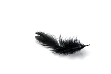 Obraz premium Black feather isolated