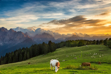 cow grazing on alpine meadow
