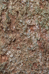  Old Wood Tree Bark Texture Background Pattern