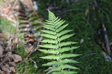 Fern