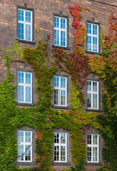 Fototapeta na wymiar Brick wall with windows covered with colorful autumn ivy