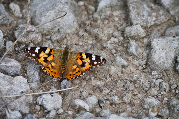 Fototapeta na wymiar orange butterfly painted lady on the ground among the rocks closeup