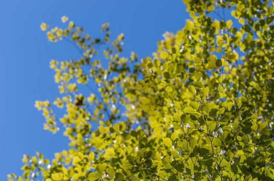 Beech leaves in the sun, blue sky as a background
