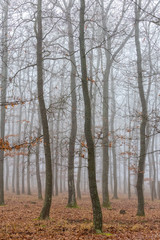 Mystic foggy day in the oak forest