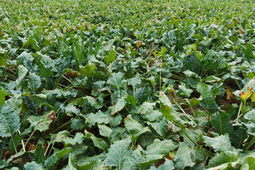 Field grow beet