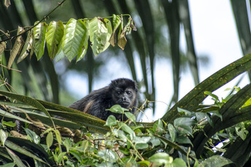 Mono aullador hembra mirando a cámara en los canales de Tortuguero Costa Rica