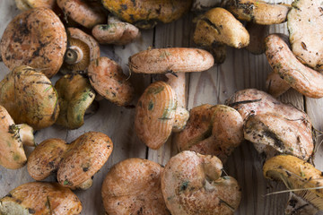 Mushrooms Rovellon