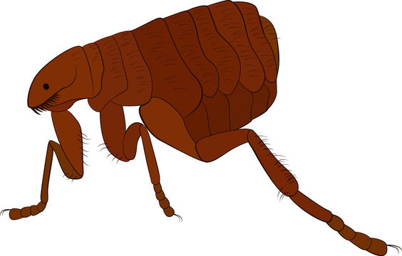 cartoon vector image of flea isolated on white