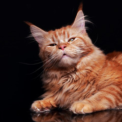 Blissing female red solid maine coon cat with beautiful brushes