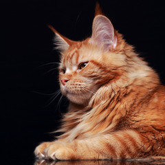 Female red solid maine coon cat profile with beautiful brushes o