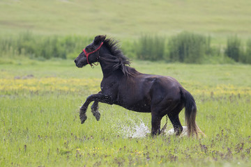 Fototapeta na wymiar Black horse gallop in the floral wet meadow