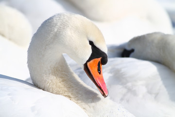 Mute swan resting in the flock