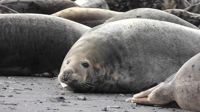 Kegelrobben liegen am Strand von Helgoland, Halichoerus grypus 