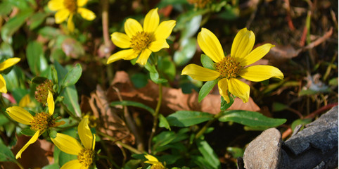 Macro yellow flower (weed)