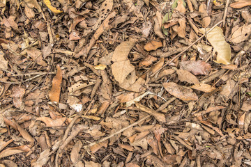 Top view of ground with dried leaf, Close up natural background