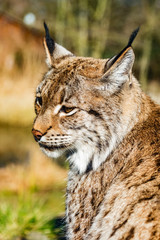 Fototapeta premium closeup of eurasian lynx at park in germany