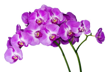 Orchids on white background (Orchidaceae)