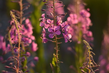 wilgenroosje bloeit in de avondzon