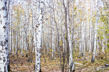 Fototapeta premium winter forest