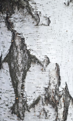 Fototapeta premium birch bark