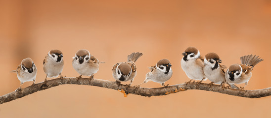a lot of little funny birds sitting on a branch in Sunny weather
