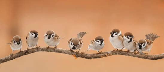 Fototapeten viele kleine lustige Vögel sitzen bei sonnigem Wetter auf einem Ast © nataba