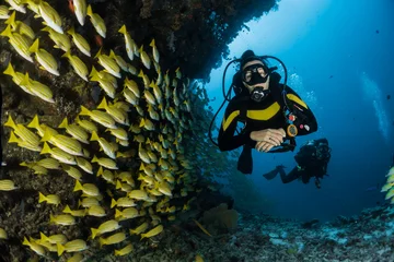 Wall murals Diving Snappers wall 