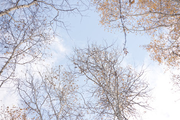 looking up in forest