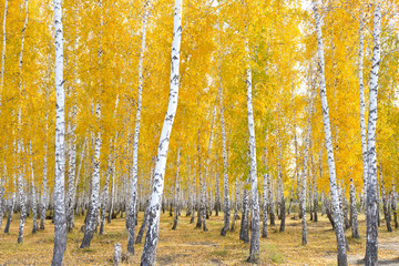 autumn birch forest - obrazy, fototapety, plakaty