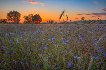 Sonnenuntergang über dem Kornfeld / Sonnenuntergang bei Dannenberg im Wendland (Landkreis...