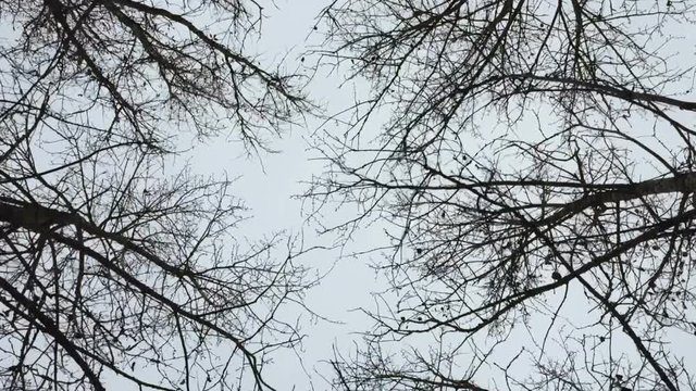 Dry bare autumn trees. Smooth motion under crones of autumn trees without leaves. View from the bottom up