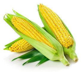 Corn isolated on white