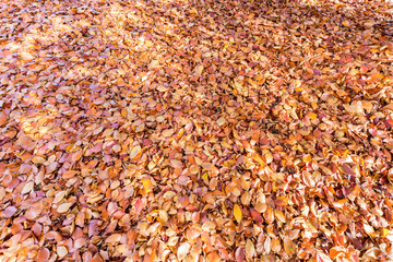 Ground covered with beech tree leaves in autumn