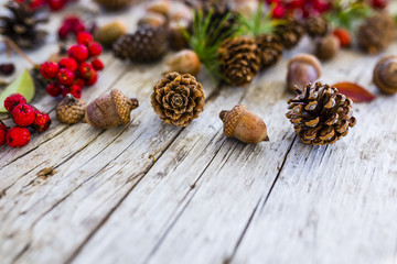 Autumn cones, acorns and rowan on wooden background with space for text.