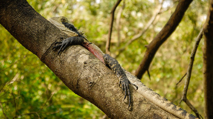 Wasseragam im Lane Cove Nationalpark, Sydney in Australien